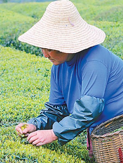 江苏宜兴早春茶提前十几天上市
