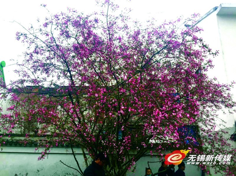 宜兴一株海棠美了近千年