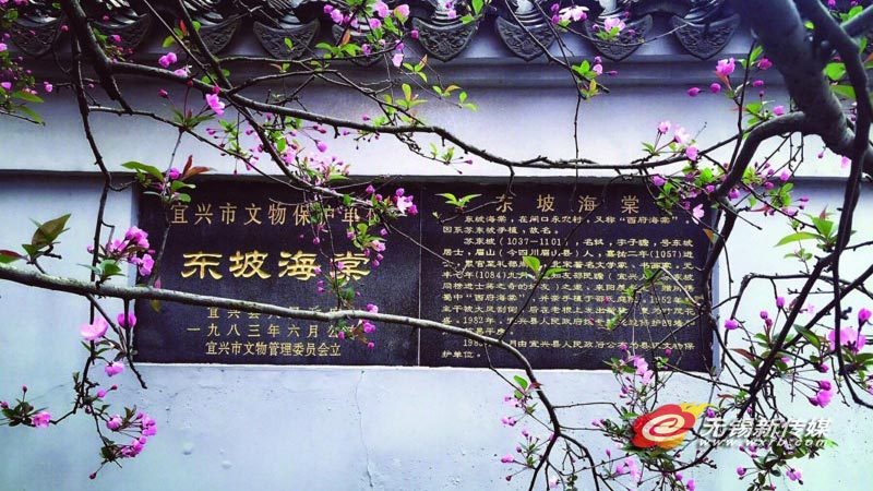 宜兴一株海棠美了近千年
