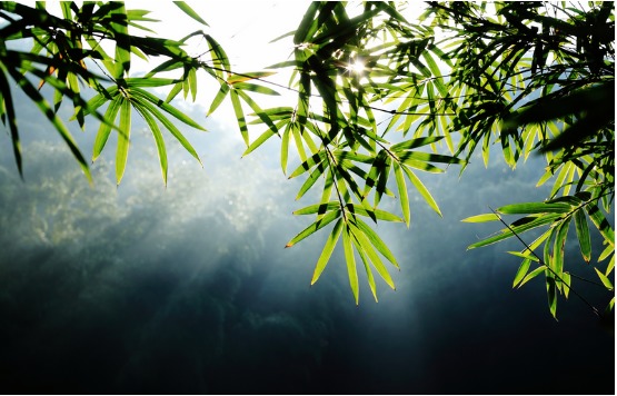 宜兴竹海第一届国际深氧绿色登山节即将启幕