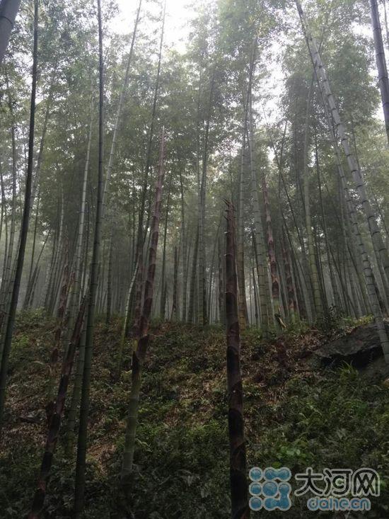 宜兴洗肺之旅一日看遍茶园、竹海、映山红