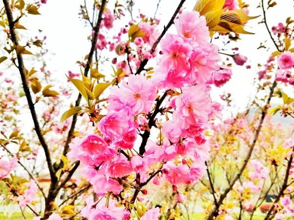 【江苏】行尽江南是宜兴,慢行湖父深醉氧