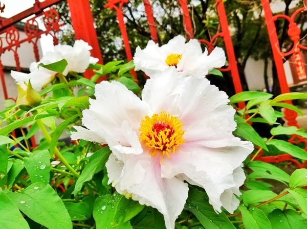 【江苏】行尽江南是宜兴,慢行湖父深醉氧