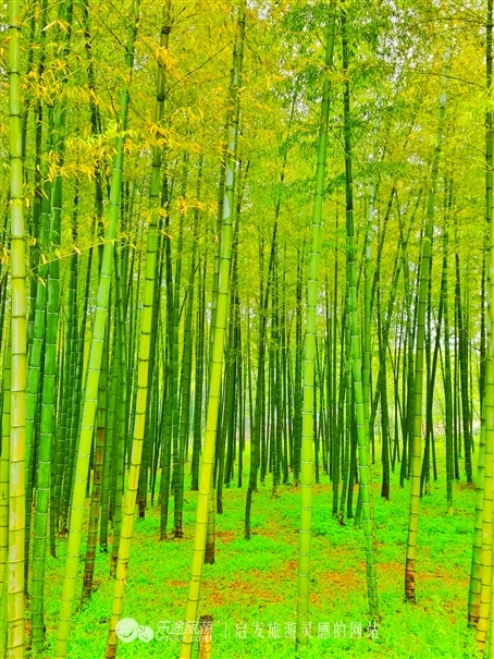 行尽江南是宜兴,慢行湖父深醉氧