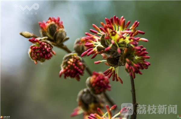 植物界大熊猫野生银缕梅宜兴植株数量全国最多