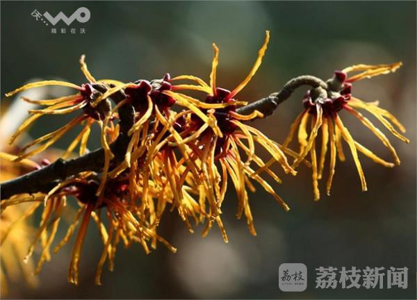 植物界大熊猫野生银缕梅宜兴植株数量全国最多