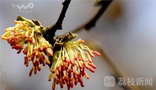 植物界大熊猫野生银缕梅宜兴植株数量全国最多