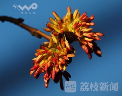 植物界大熊猫野生银缕梅宜兴植株数量全国最多