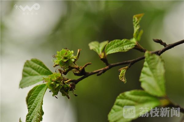 植物界大熊猫野生银缕梅宜兴植株数量全国最多