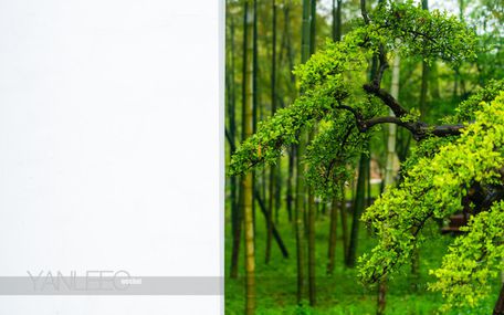 一壶春意,鸟语花香-春游宜兴湖父