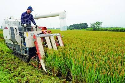 宜兴:水稻陆续开镰收割秋粮收购工作启动