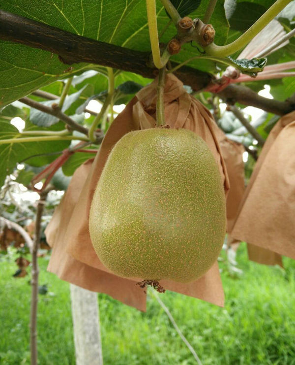 江口紅石林,陡灘民族風情,碗米坡生態平湖遊,首八峒八部大王廟,魏家寨