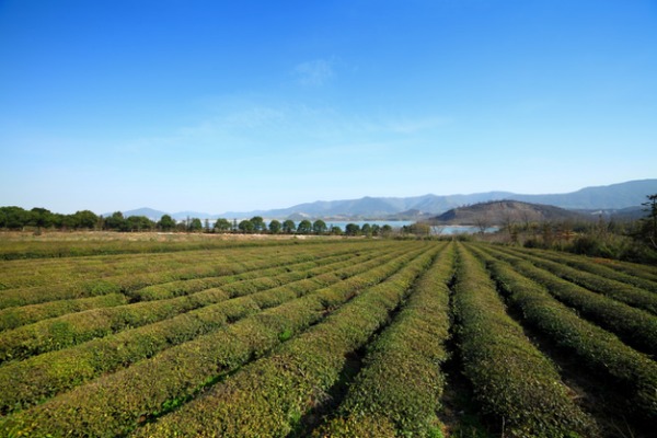 茗满陶都 问茶阳羡 陶都<b>宜兴</b>举办首届茶文化艺术节