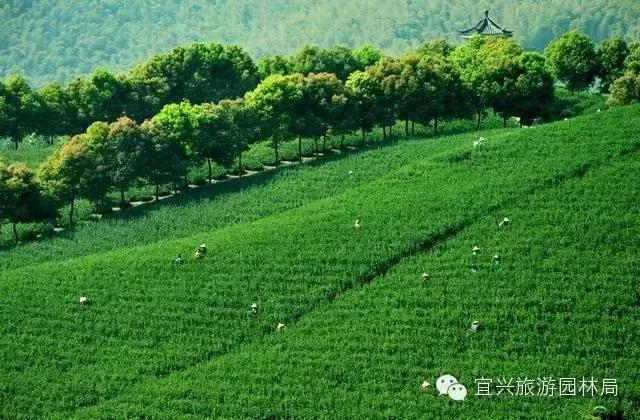 大好四月来<b>宜兴</b>,吃喝玩乐全揭秘,包括数十个景点的新玩法哦