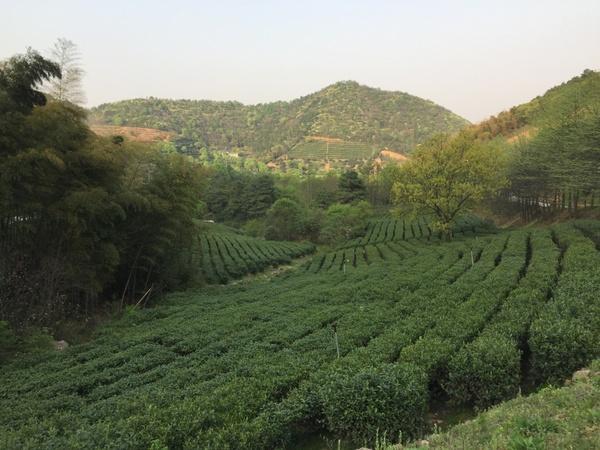 茶席、茶园、茶仙子,<b>宜兴市</b>首届茶文化艺术节