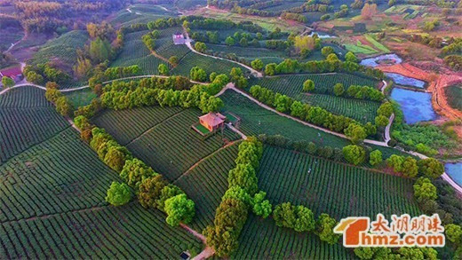 荒山摇身变
