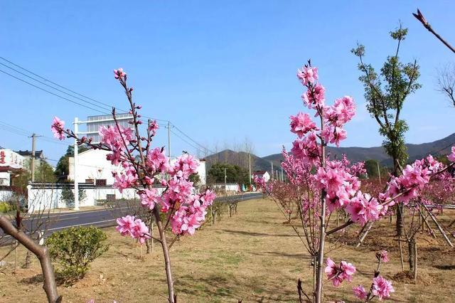 寻找那条<b>宜兴</b>春天最美的公路