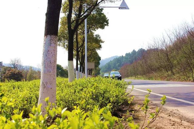 寻找那条<b>宜兴</b>春天最美的公路