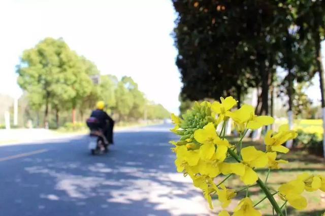 寻找那条<b>宜兴</b>春天最美的公路