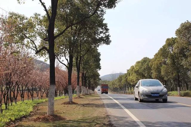 寻找那条<b>宜兴</b>春天最美的公路