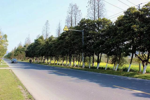 寻找那条<b>宜兴</b>春天最美的公路
