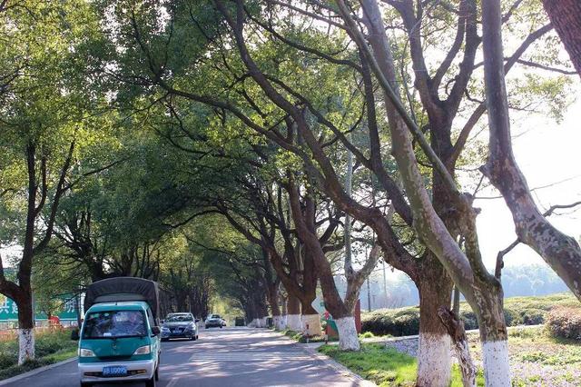 寻找那条<b>宜兴</b>春天最美的公路