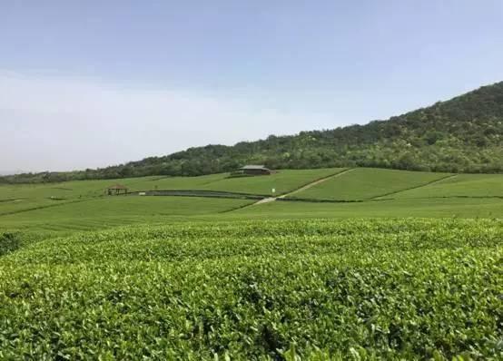 这是一场千年茶约!邀您来赴<b>宜兴市</b>首届茶文化艺术节!