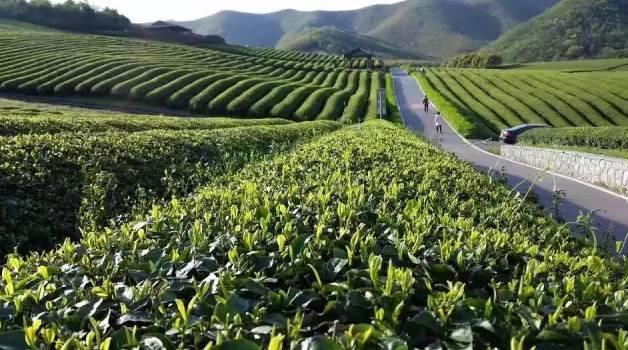 这是一场千年茶约!邀您来赴<b>宜兴市</b>首届茶文化艺术节!