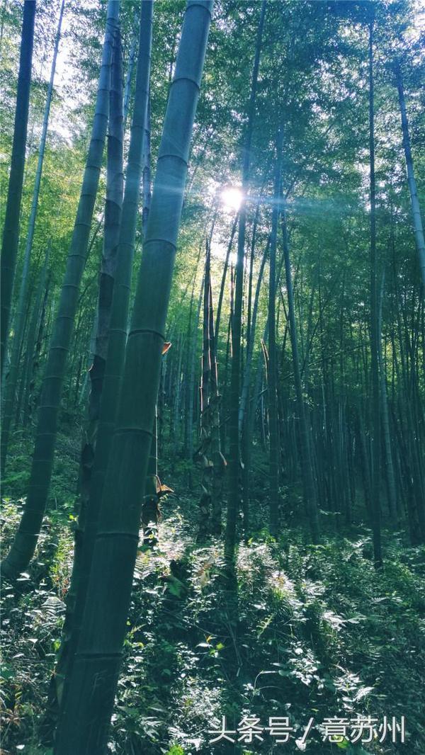 行走在那片竹海|<b>宜兴</b> 龙山