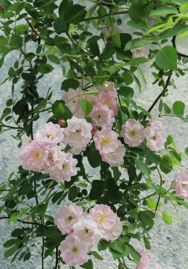 世上有一种美,叫<b>宜兴</b>的初夏!