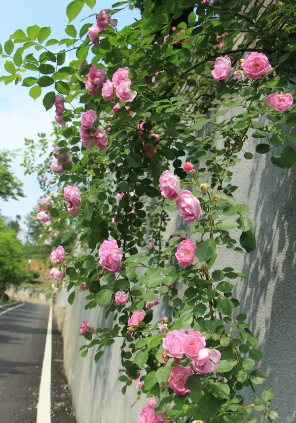 世上有一种美,叫<b>宜兴</b>的初夏!