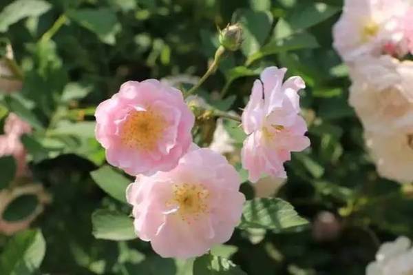世上有一种美,叫<b>宜兴</b>的初夏!