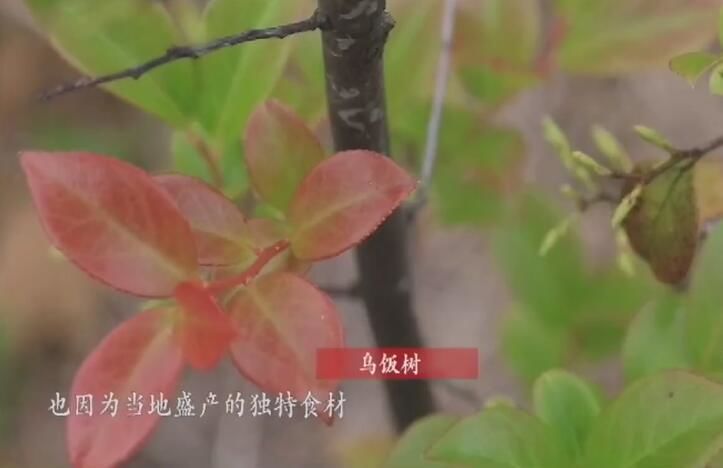 《味解乡愁》第四十三期:<b>宜兴</b>乌米饭