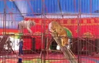 <b>宜兴</b>首届马戏嘉年华来了!狂欢整整5天,惊喜根本停不下来!