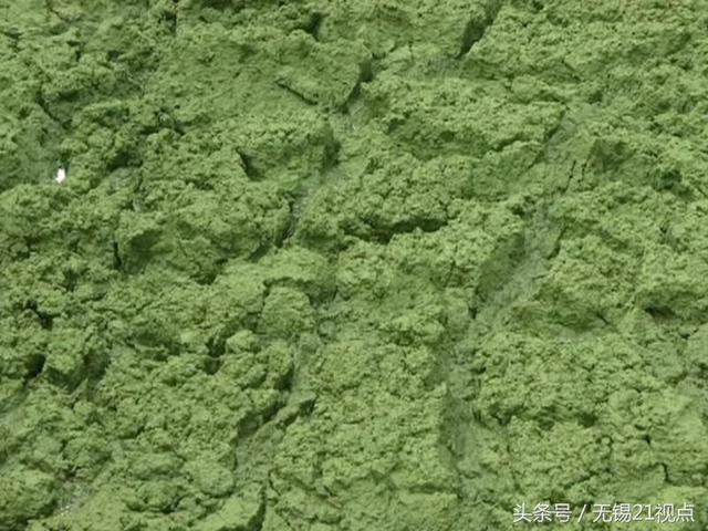 神技能!蓝藻能做成高级鞋垫 <b>宜兴</b>这家工厂把蓝藻变废为宝
