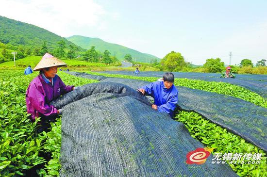 <b>宜兴</b>高档春茶采制结束 茶园新技术遮阳生新芽