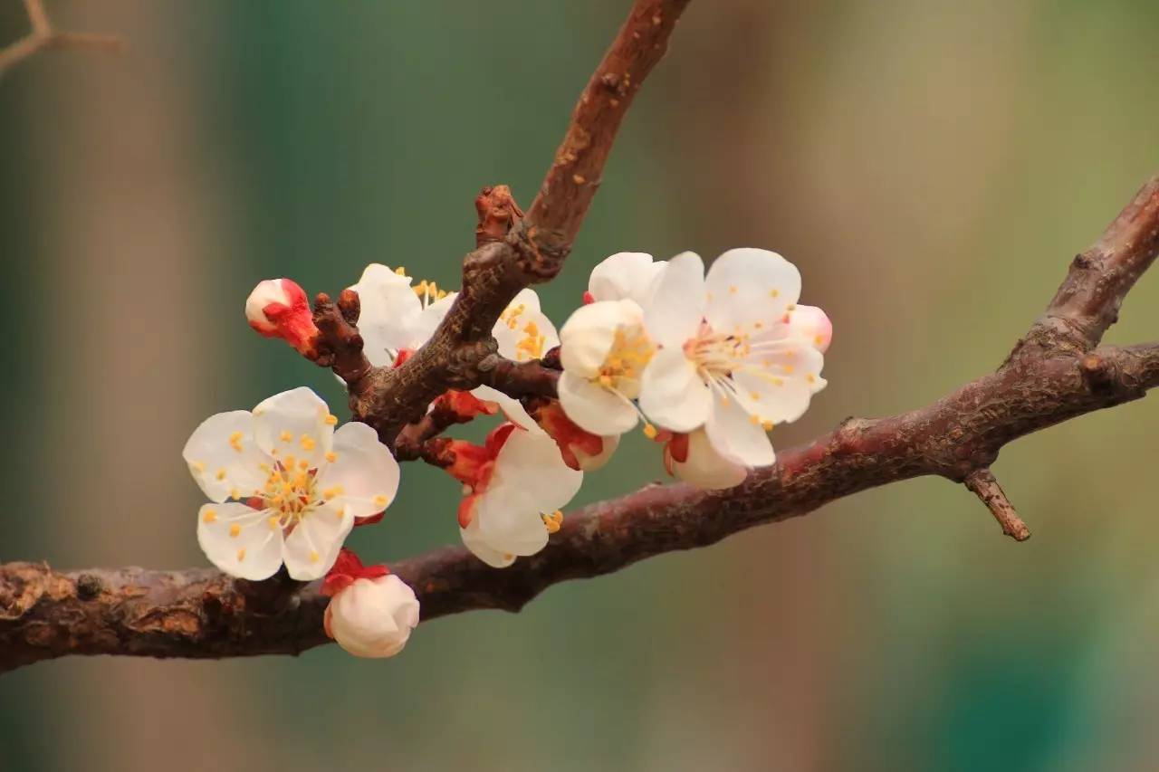 <b>紫砂</b>壶,名美、形更美