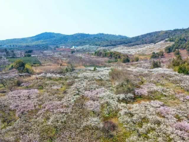 没想到宜兴山里竟藏着一片梅花梯田……