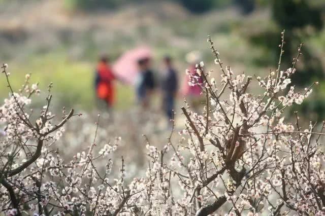 没想到宜兴山里竟藏着一片梅花梯田……