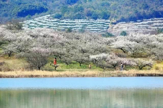 没想到宜兴山里竟藏着一片梅花梯田……