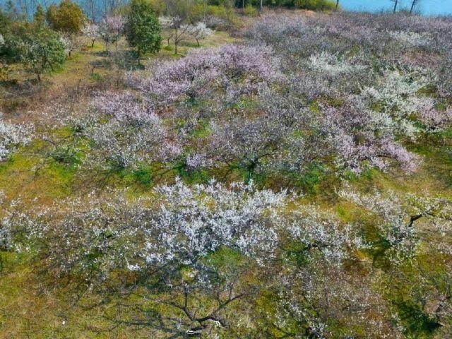 没想到宜兴山里竟藏着一片梅花梯田……