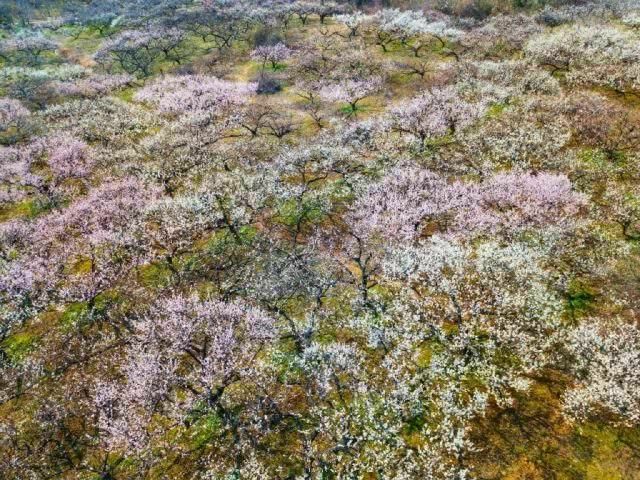 没想到宜兴山里竟藏着一片梅花梯田……