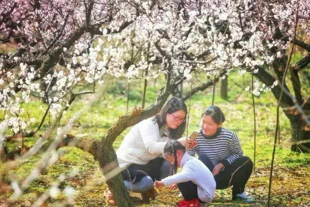 没想到宜兴山里竟藏着一片梅花梯田……