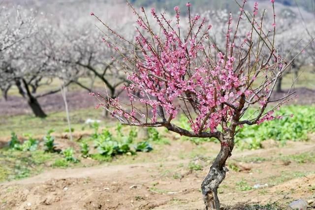 春暖花开，宜兴下周气温飙至23℃!不过，请记住