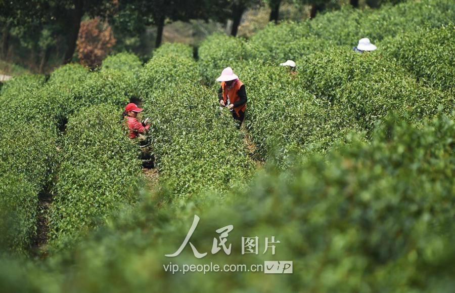 江苏宜兴气温持续回升 春茶上市采摘忙