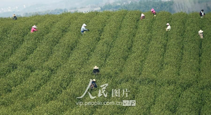 江苏宜兴气温持续回升 春茶上市采摘忙