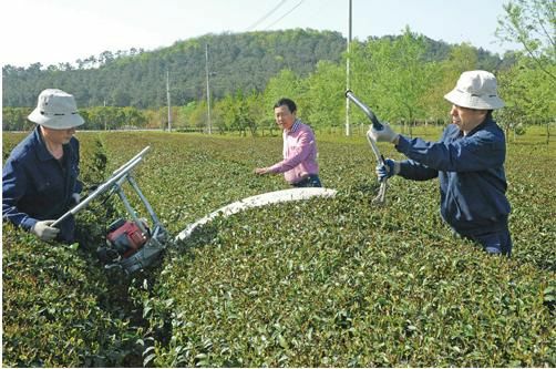 宜兴:春茶霜冻受损 茶农迅速自救