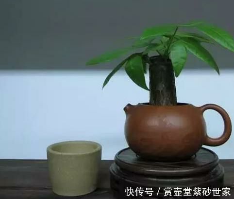 缺了盖的紫砂壶，还能这样用!