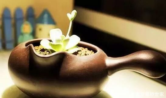 缺了盖的紫砂壶，还能这样用!