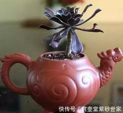 缺了盖的紫砂壶，还能这样用!